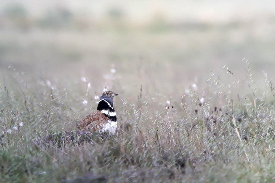 Outarde-canepetiere-Pierre-Zimberlin