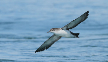 La LPO au secours des puffins de Méditerranée