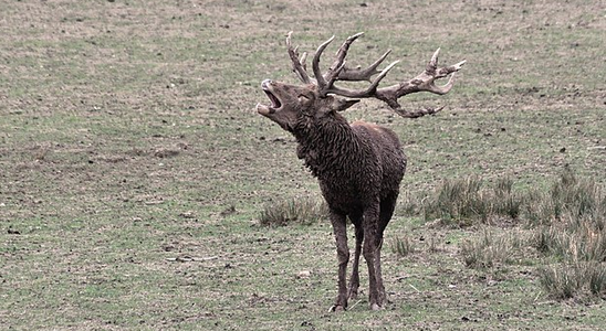 Sortie brame du cerf
