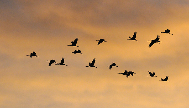 Eurobirdwatch : découverte de la migration