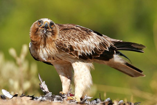 Aigle botté - LPO (Ligue pour la Protection des Oiseaux) - Agir pour la  biodiversité