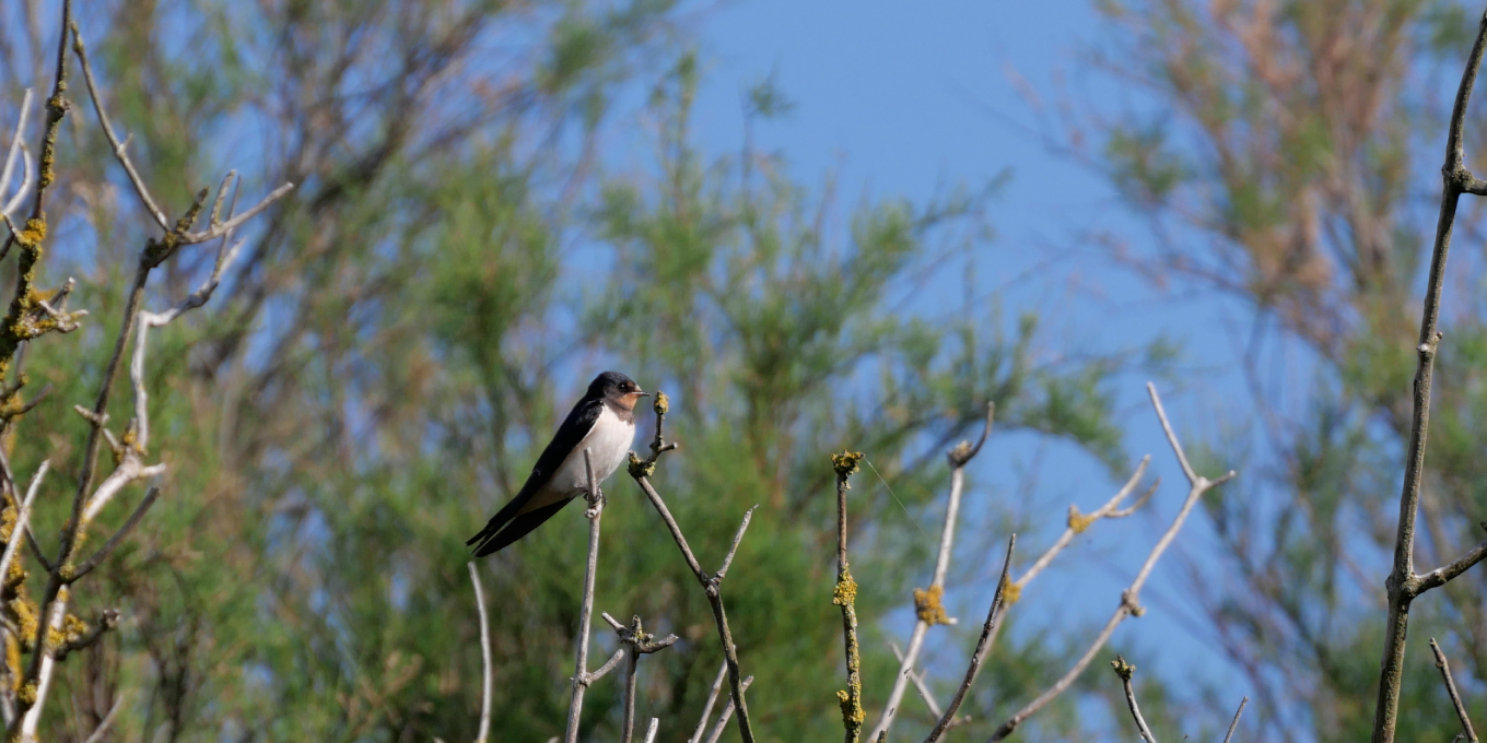 Au coeur du marais de Brouage, une hirondelle rustique©RNNMO-LPO