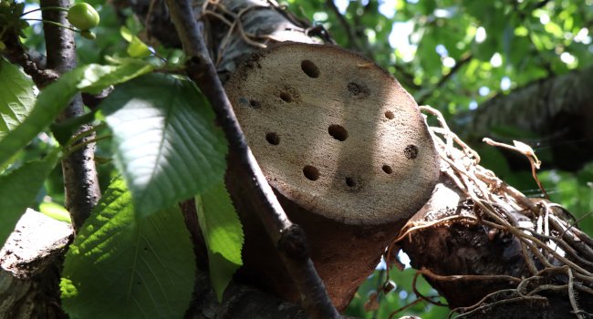 Comment fabriquer un gîte pour abeilles solitaires ?