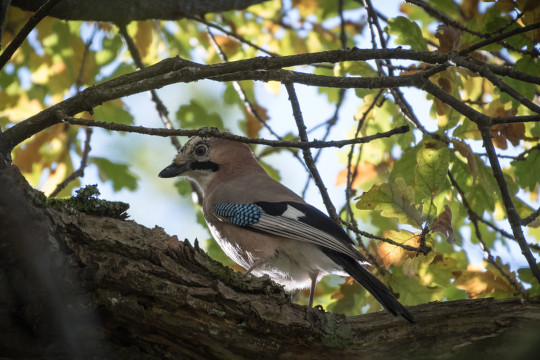 Geai des chênes posé sur un arbre