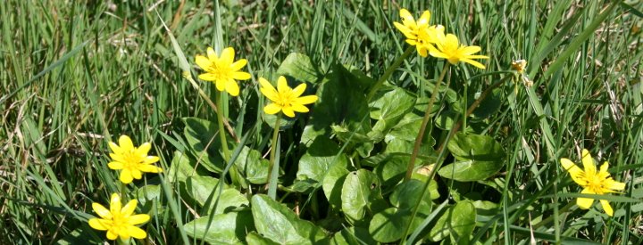 Ficaire (Ranunculus ficaria)