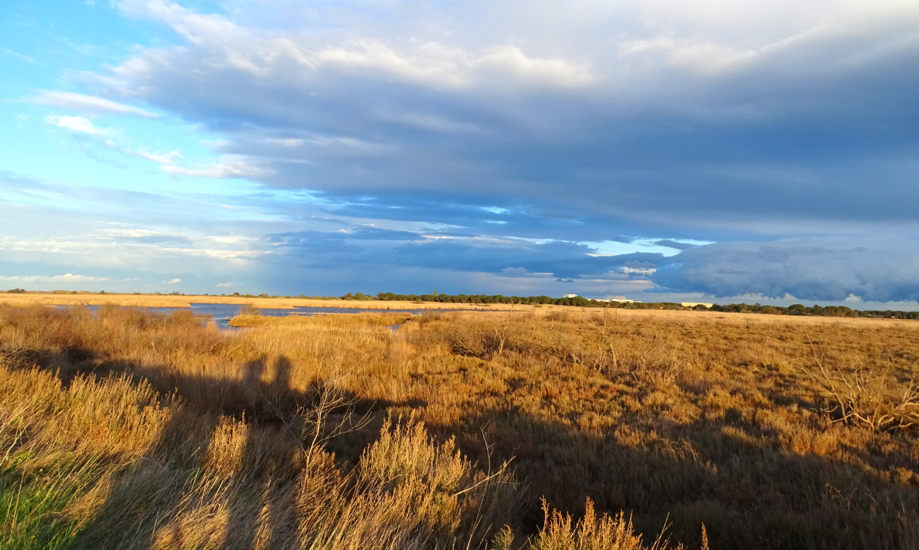 Roselière Etang Canet St Nazaire©CéF