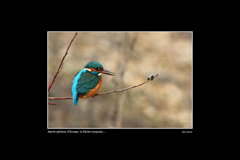 Oiseaux de la Vienne