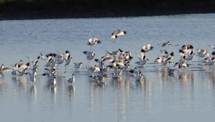 Visite Coeur de réserve à Moëze-Oléron