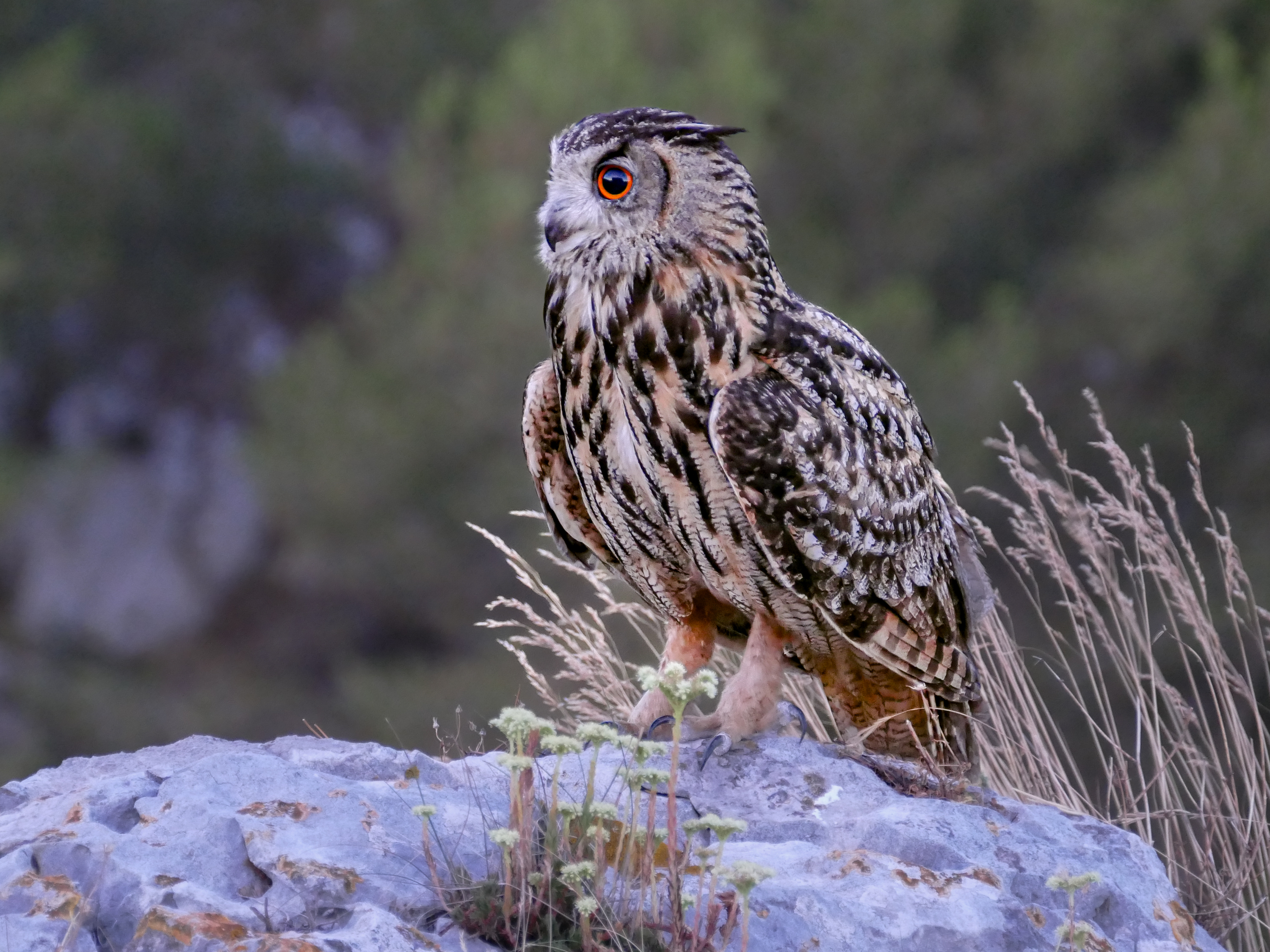 Grand duc_Benoit Sauphanor
