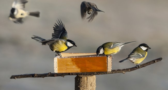 Mésanges charbonnières autour et sur une mangeoire