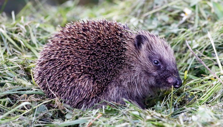 Grâce à vous, le centre de sauvegarde bénéficie de 8 nouveaux enclos pour un meilleur retour à la vie sauvage des hérissons en soins