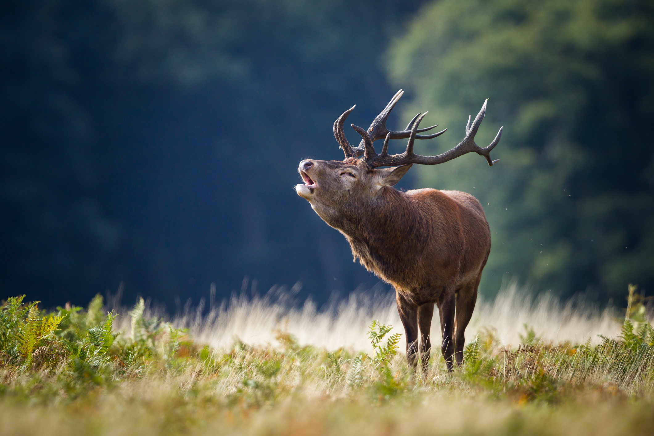 Chasse au cerf : dites non à l’ouverture en juin !