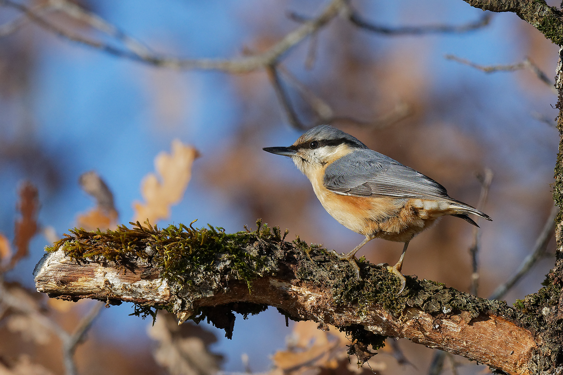 Nids de Pâques au Château d'Assier