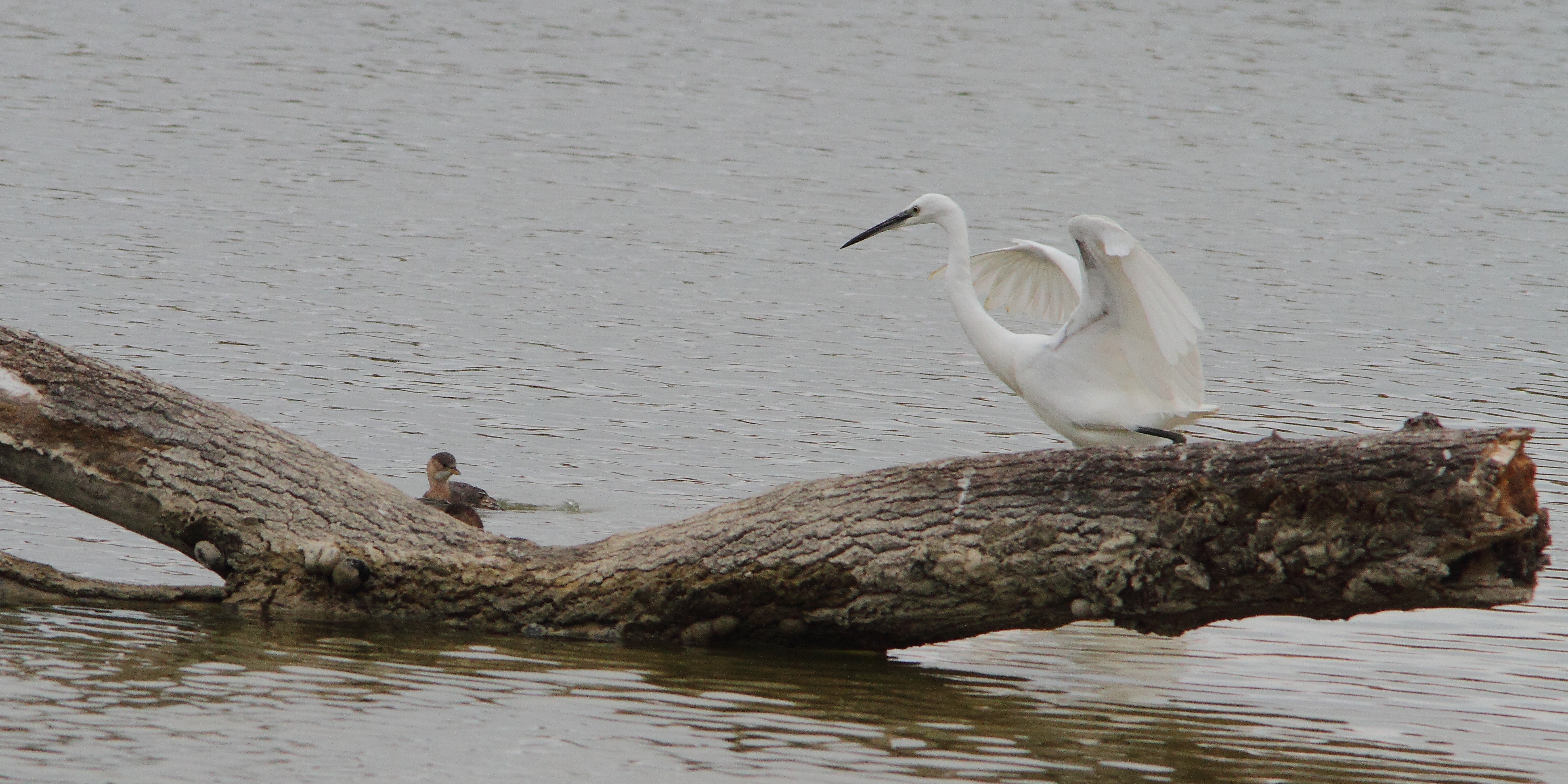 Aigrette garzette sur un tronc