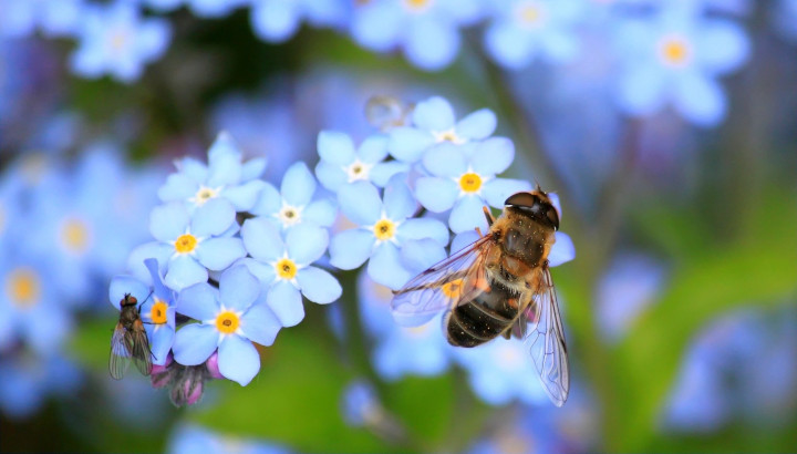 Abeille sur une fleur par cocoparisienne (Pixabay)