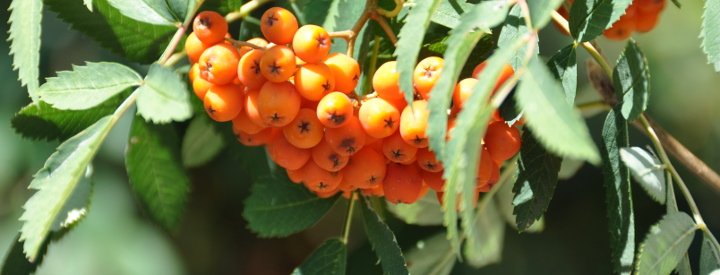 Sorbier des oiseaux (Sorbus aucuparia)