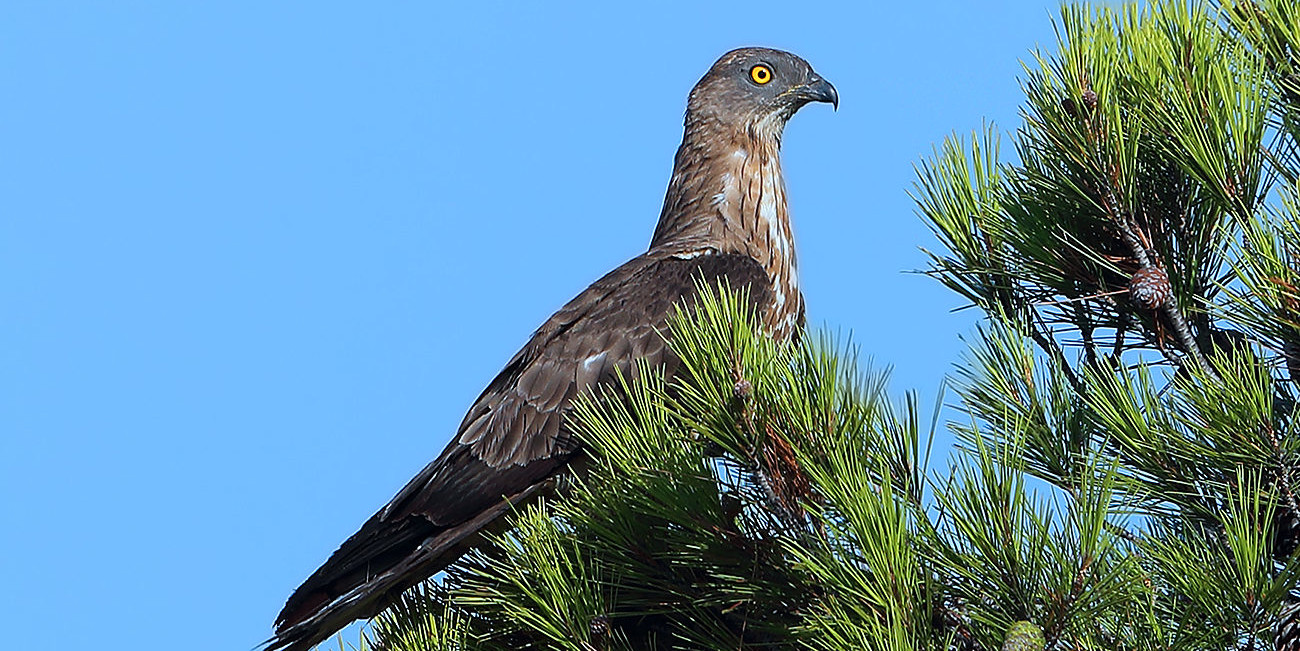 Bondrée apivore (Pernis apivorus) © Aurélien Audevard