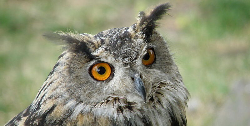 Le Hibou grand-duc : un des plus grands rapaces nocturnes d'Europe