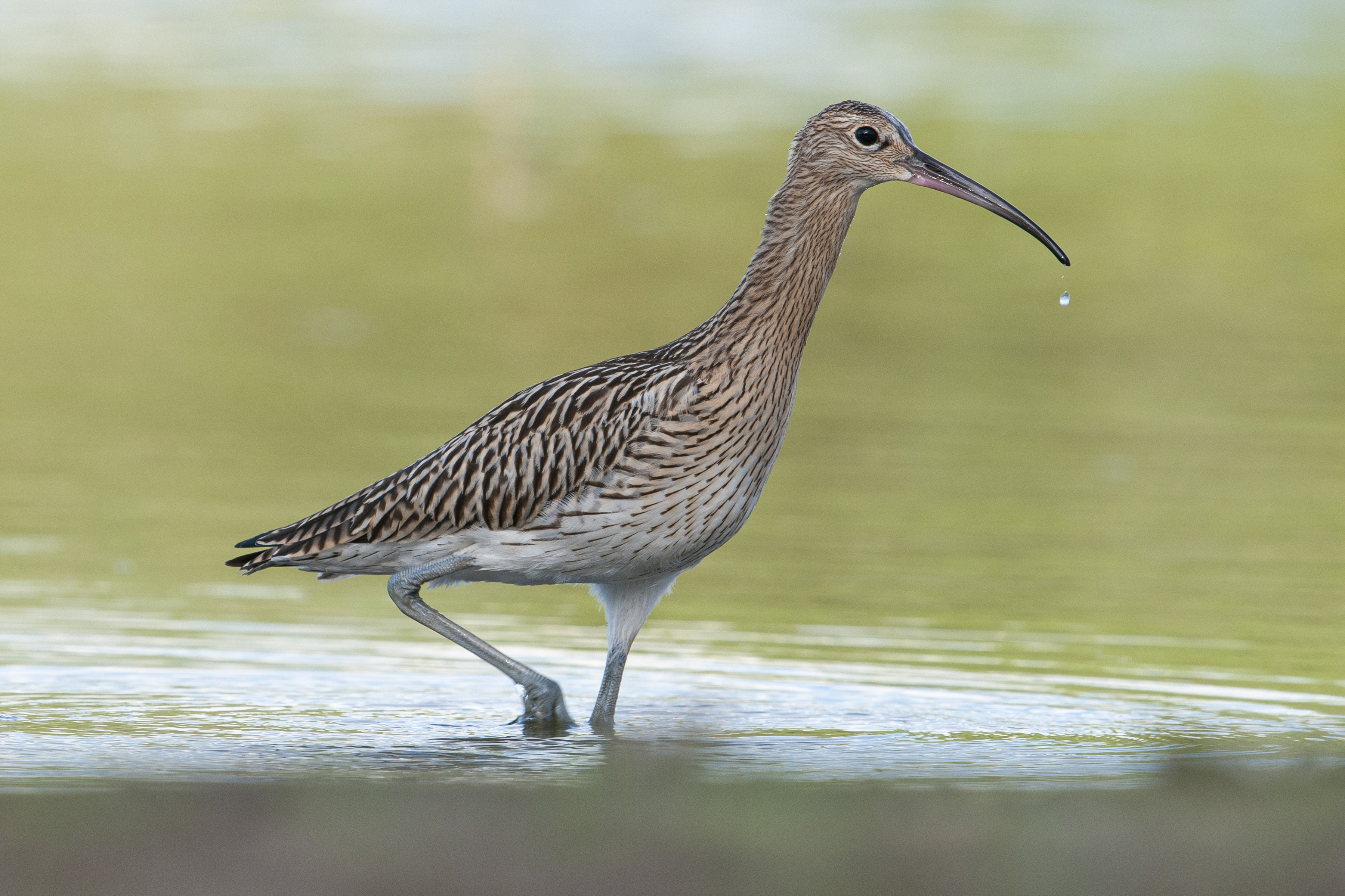 Vie d’un courlis voyageur
