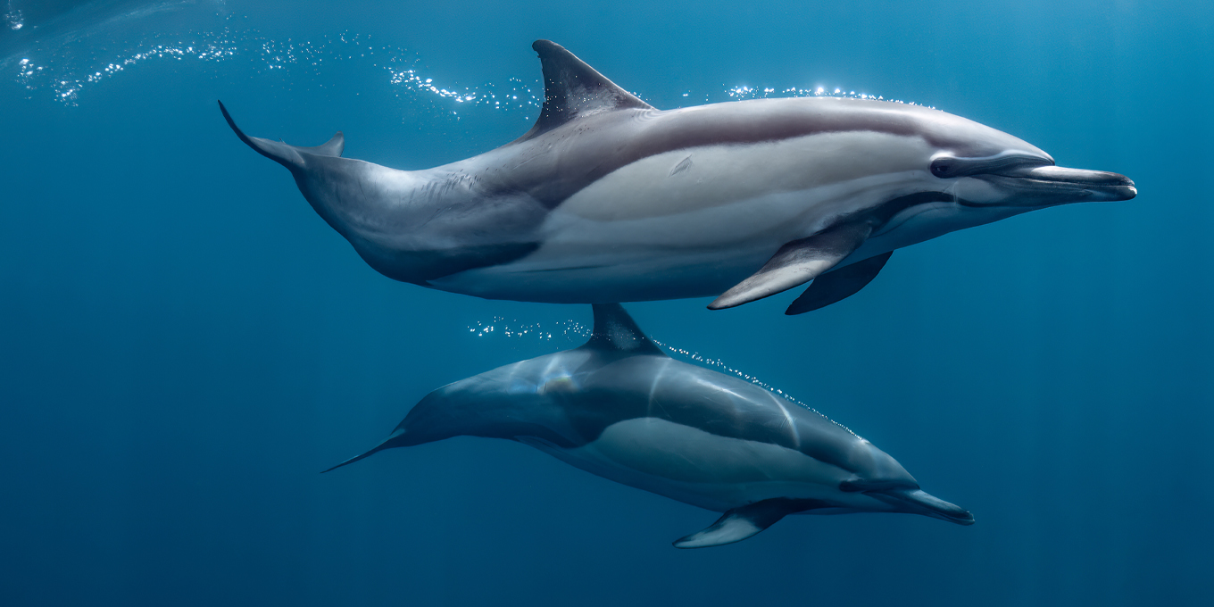 Agissons ensemble pour la protection des dauphins