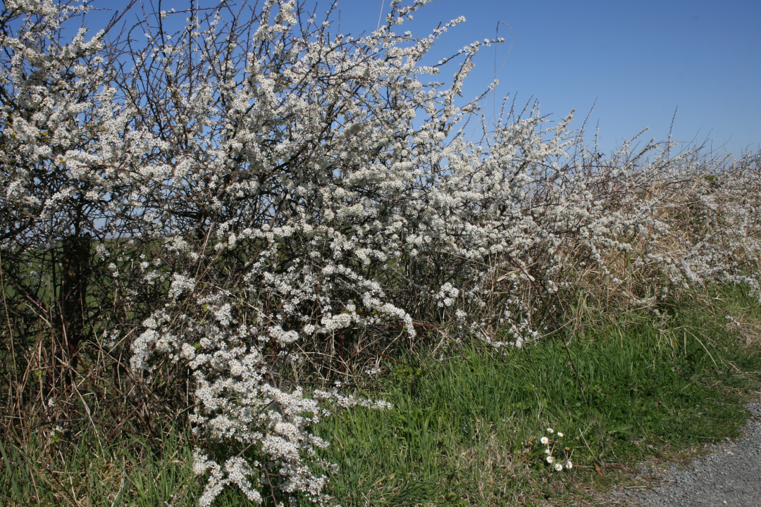 Réserve naturelle de Moëze Oléron