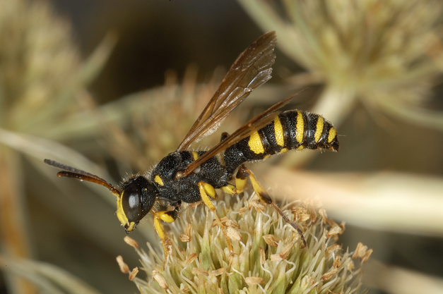 Cerceris arenaria mâle