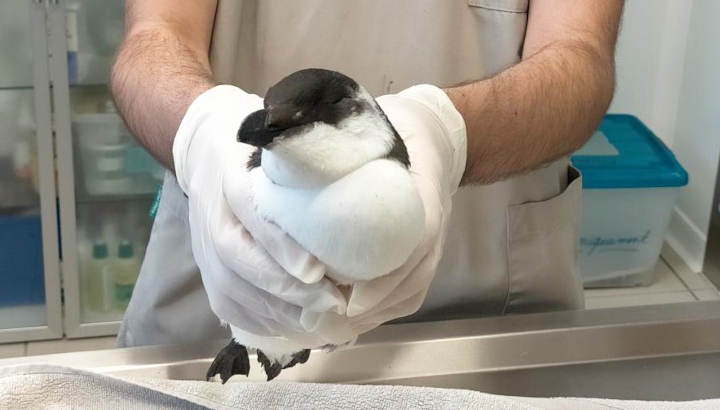 Je suis écovolontaire au Centre de soins LPO Aquitaine