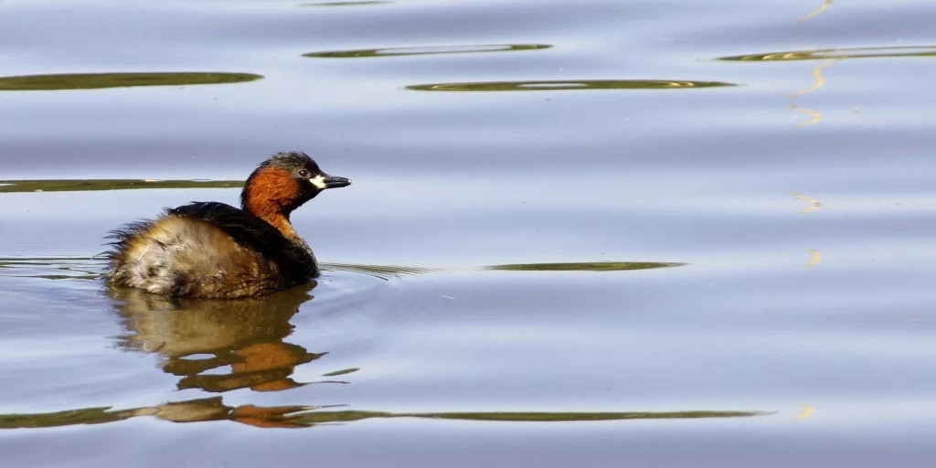 Grèbe castagneux (Tachybaptus ruficollis) © LPO Normandie