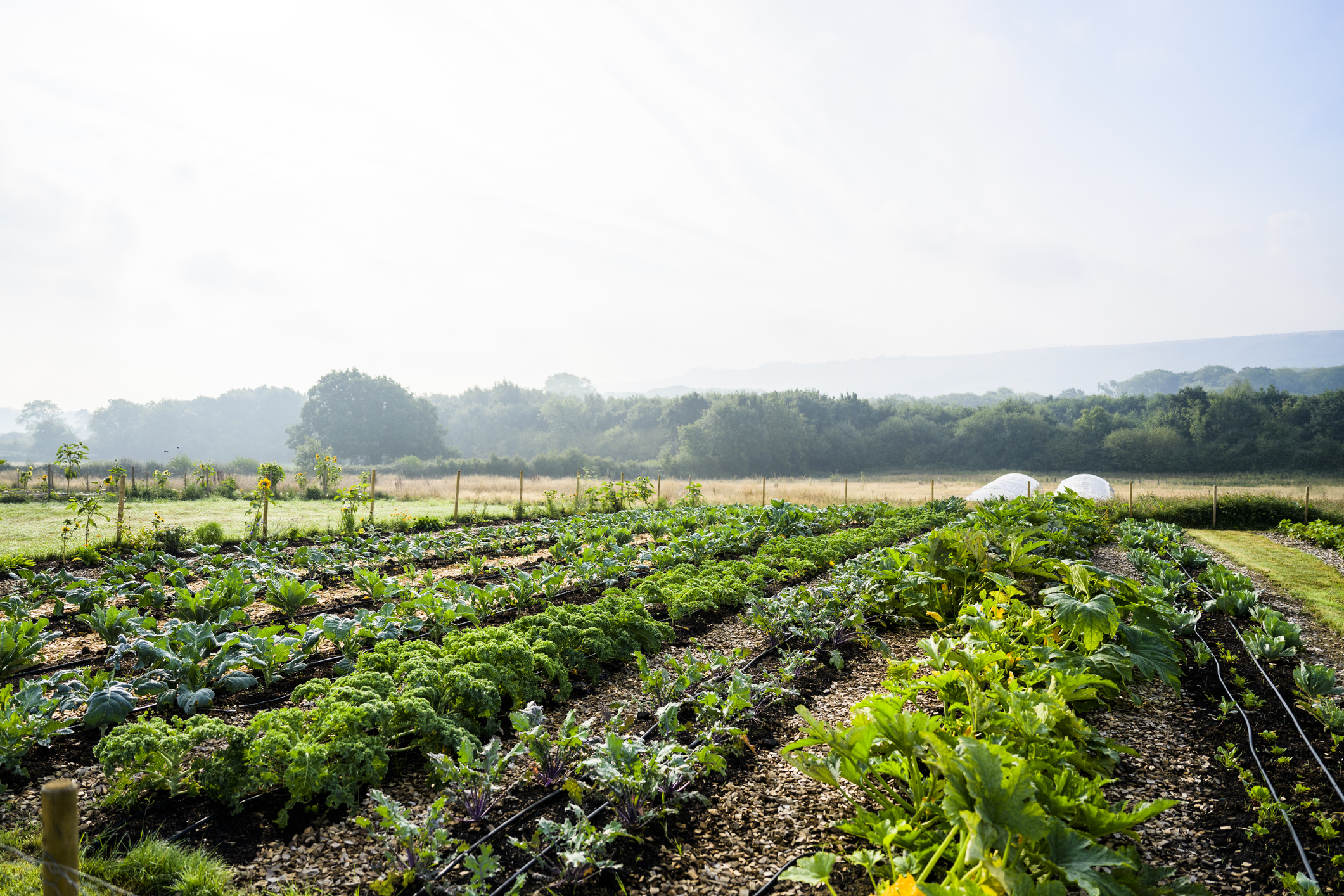 Coup de frein sur le bio, coup dur pour la biodiversité