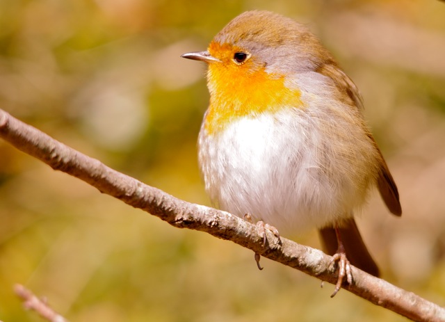 À la découverte des oiseaux du jardin