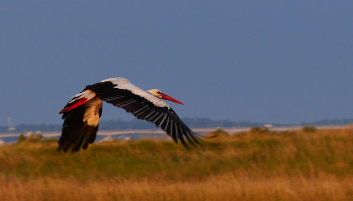 Visite 40 ans de la réserve naturelle de Moëze-Oleron