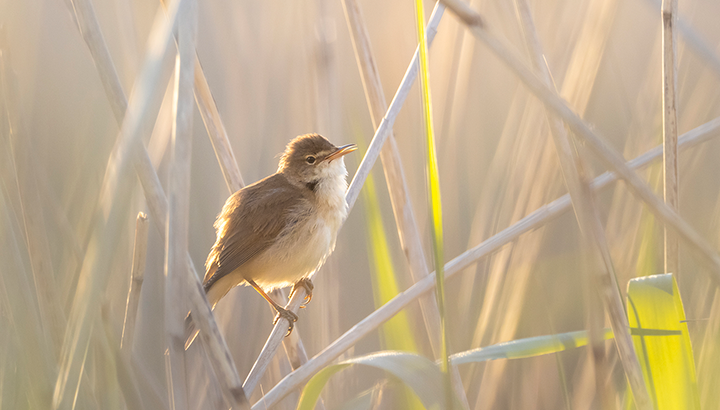 À la rencontre des premiers migrateurs et oiseaux de zones humides