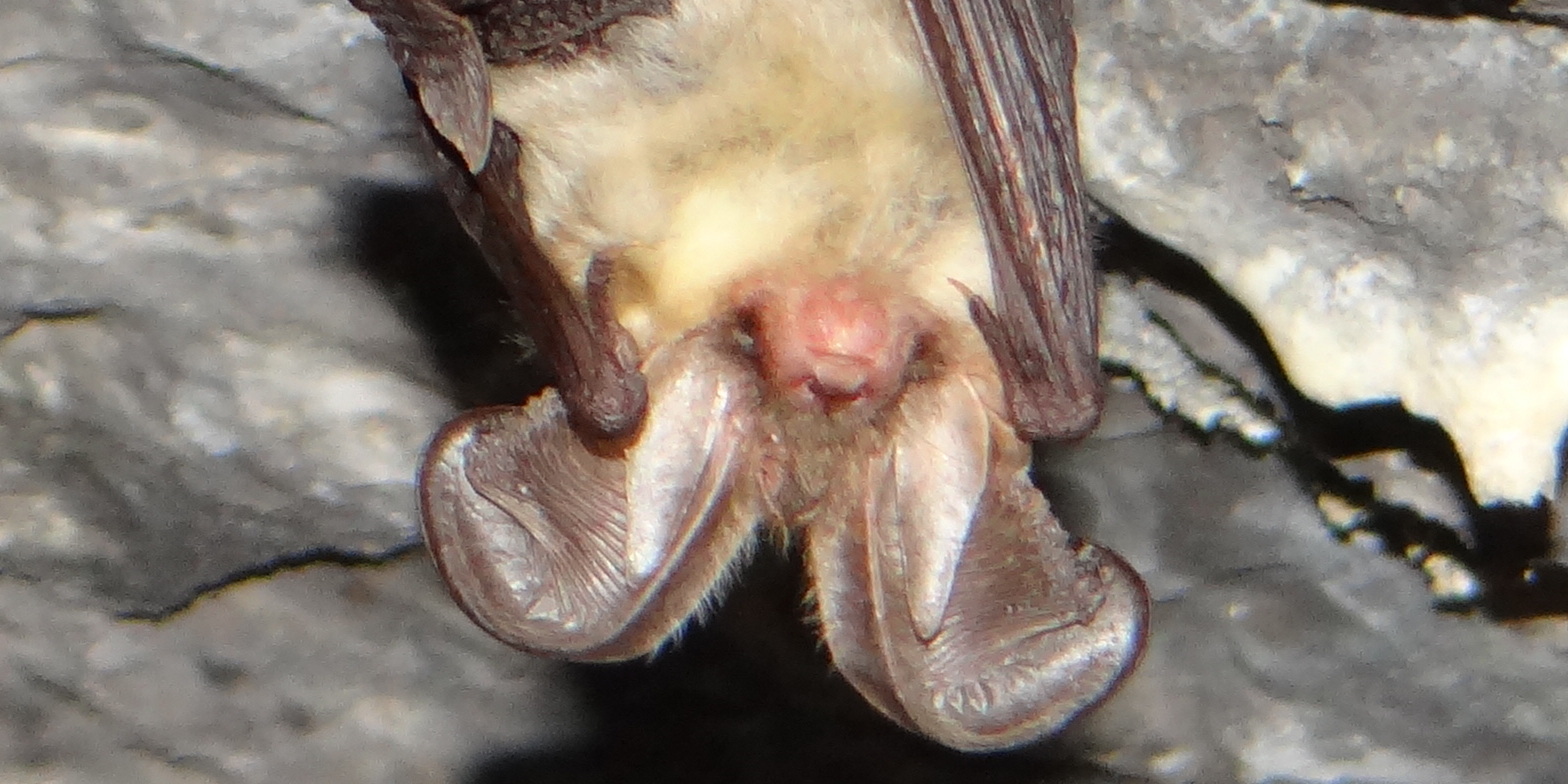 Barbastelle suspendue dans une grotte