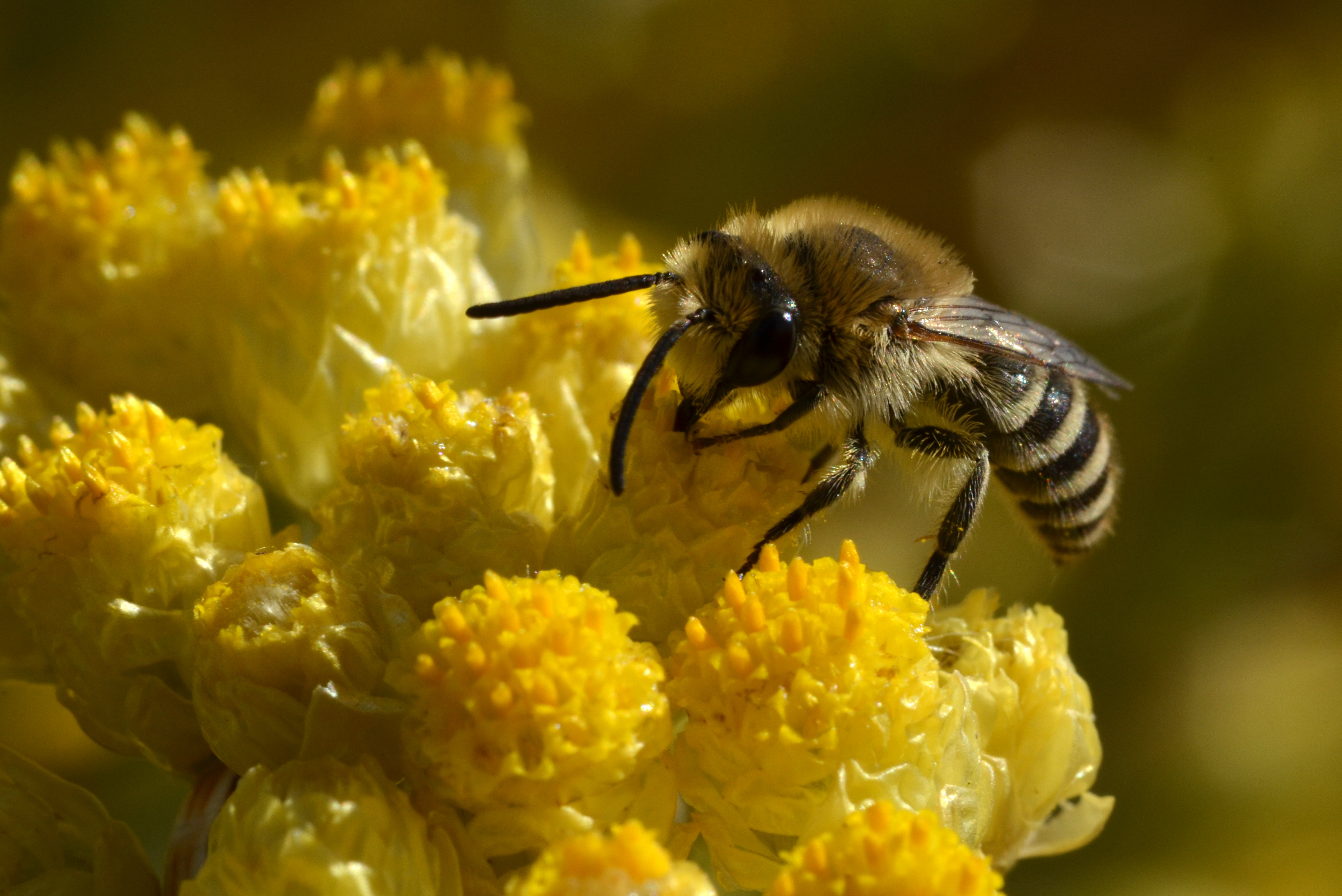 Safari Junior : Lumière sur les abeilles