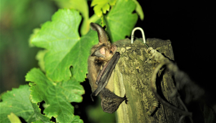 Les chauves-souris : une alternative aux pesticides dans les vignes ?