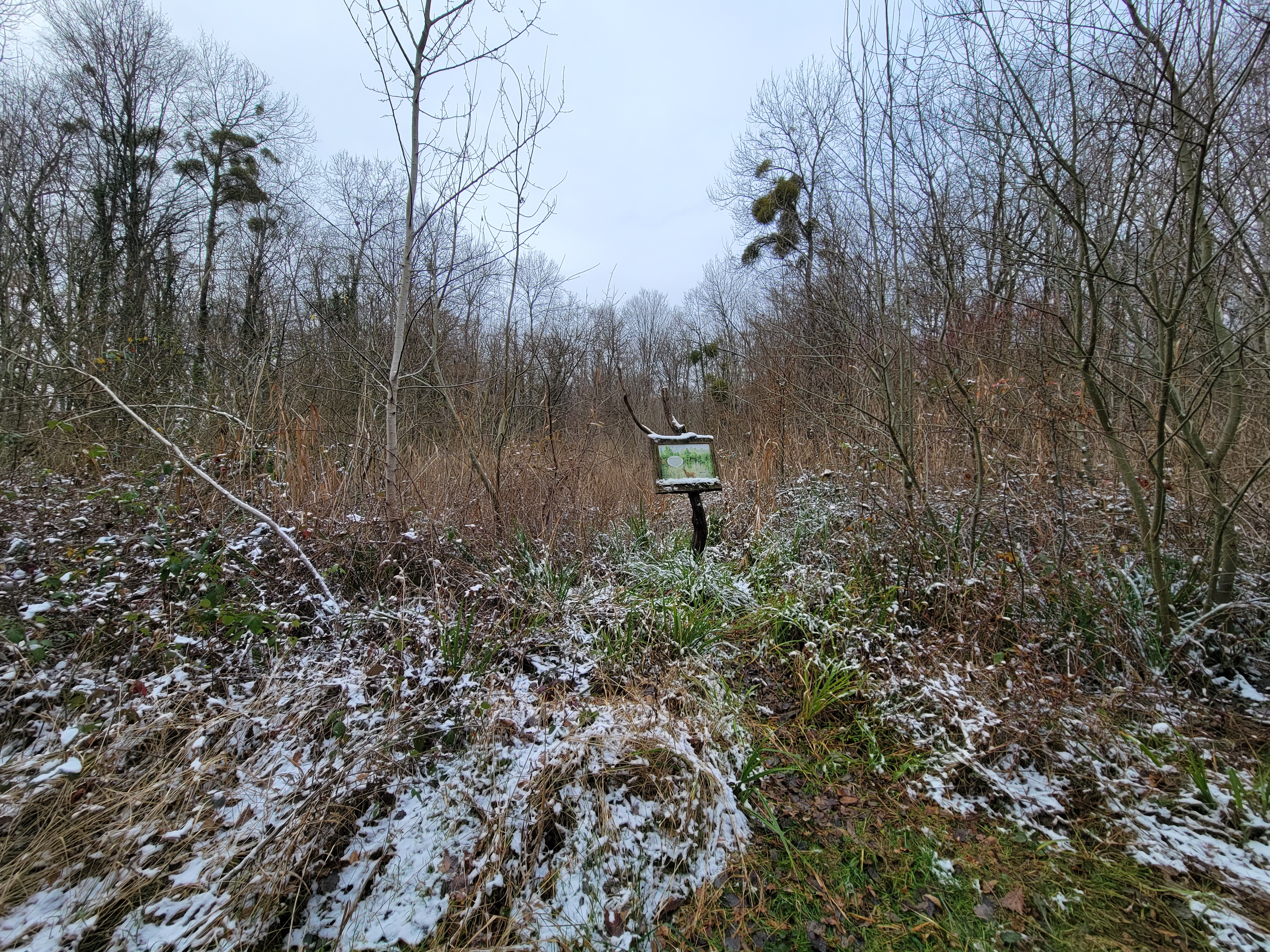 la mare du Bois de l'Argentolle a besoin d'un peu de lumière !