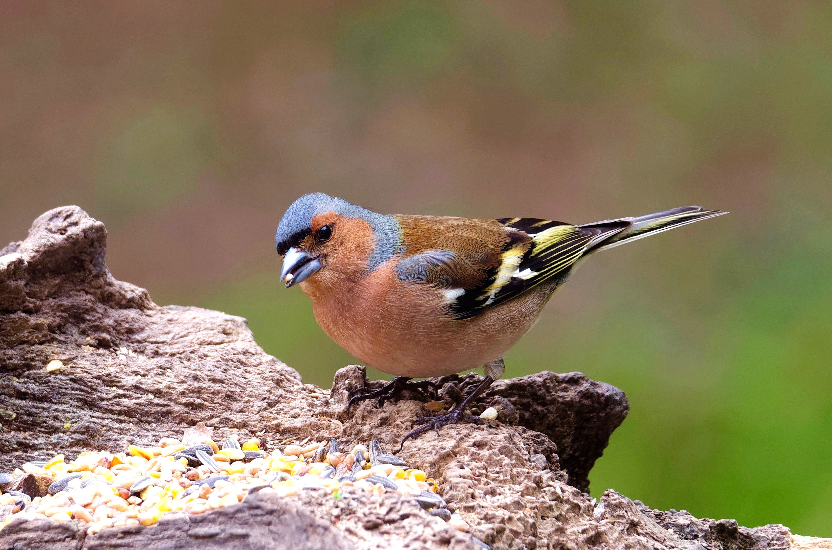 Les oiseaux, des bras morts de la vielle Lys, et de la nouvelle Lys