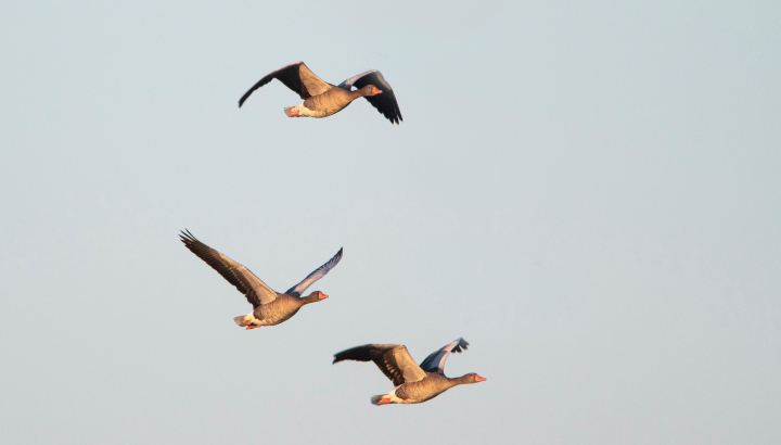 La synthèse Wetlands 2023 en Nouvelle-Aquitaine est en ligne !