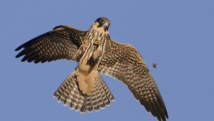 Faucon … fasse des listes !