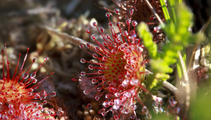 Les plantes carnivores, exotiques bien sûr, mais pas que ...