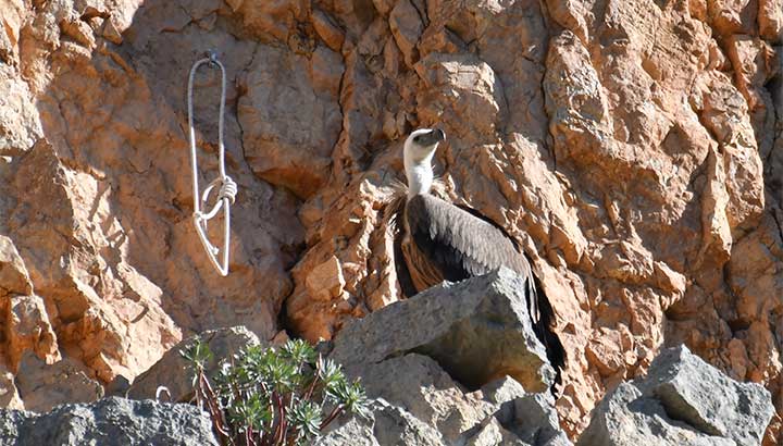 Faciliter la coexistence de la faune sauvage et des activités humaines, avec le soutien de la Fondation Prince Albert II de Monaco