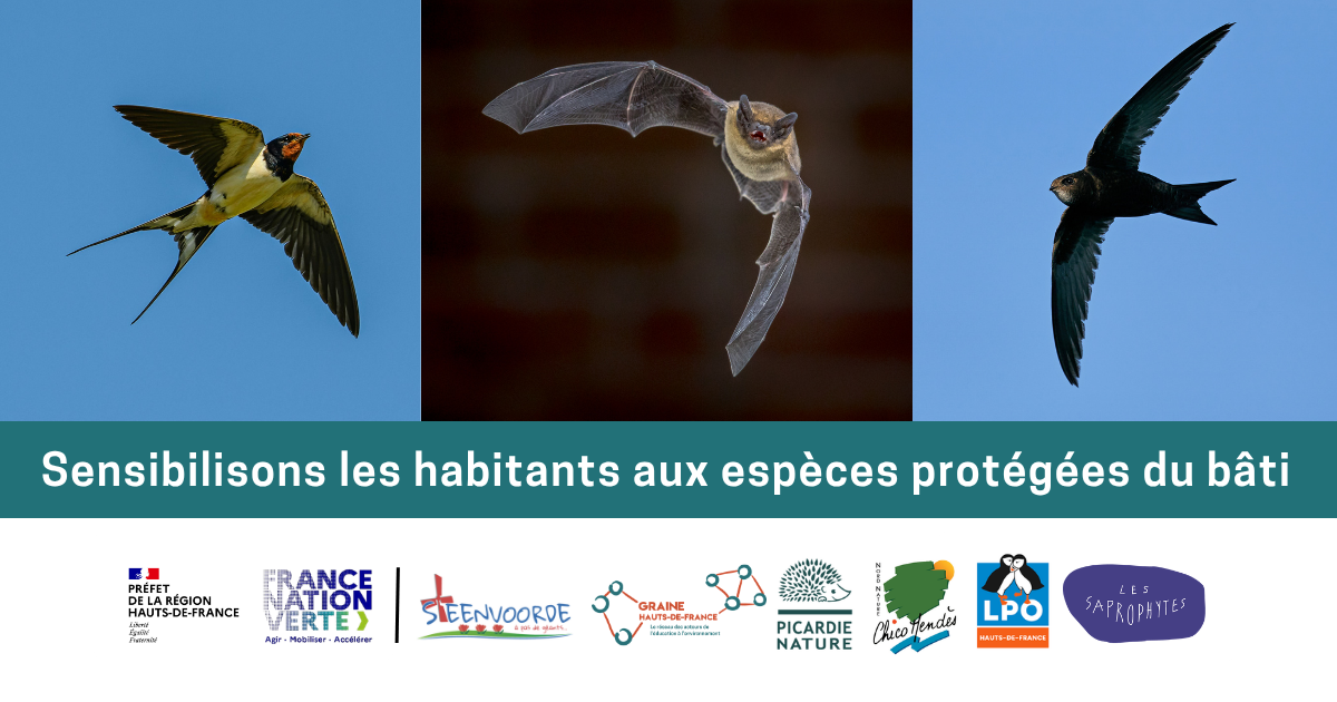 Sensibiliser les habitants aux espèces protégées du bâti