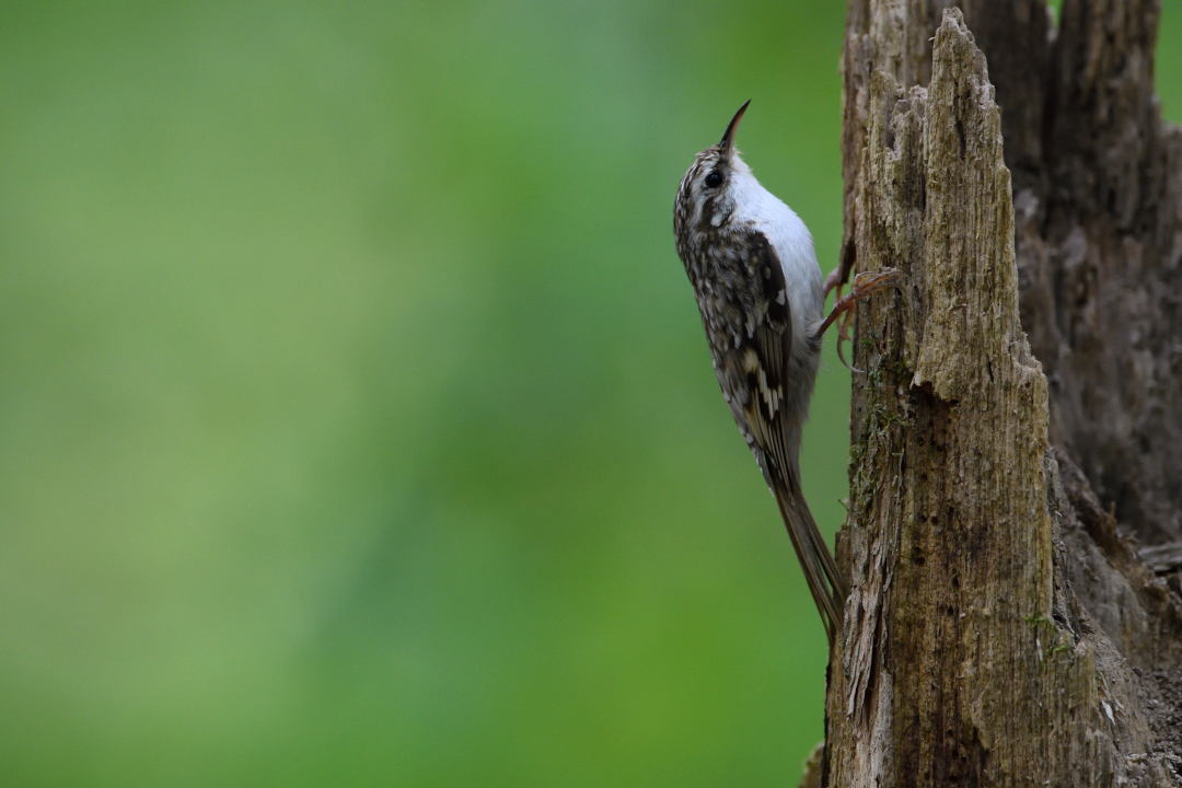Grimpereau des bois sur un arbre