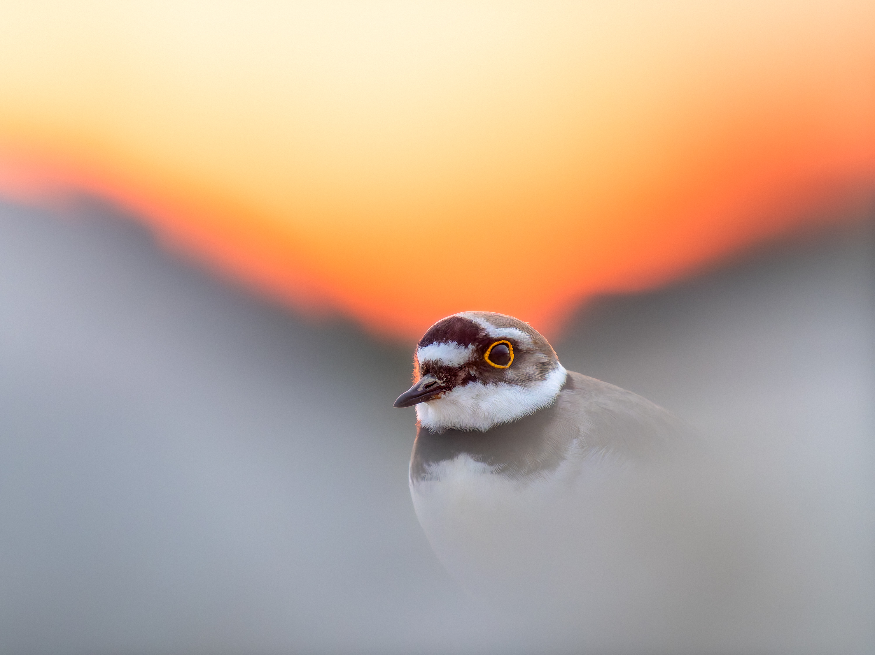 Gravelot et gros lot