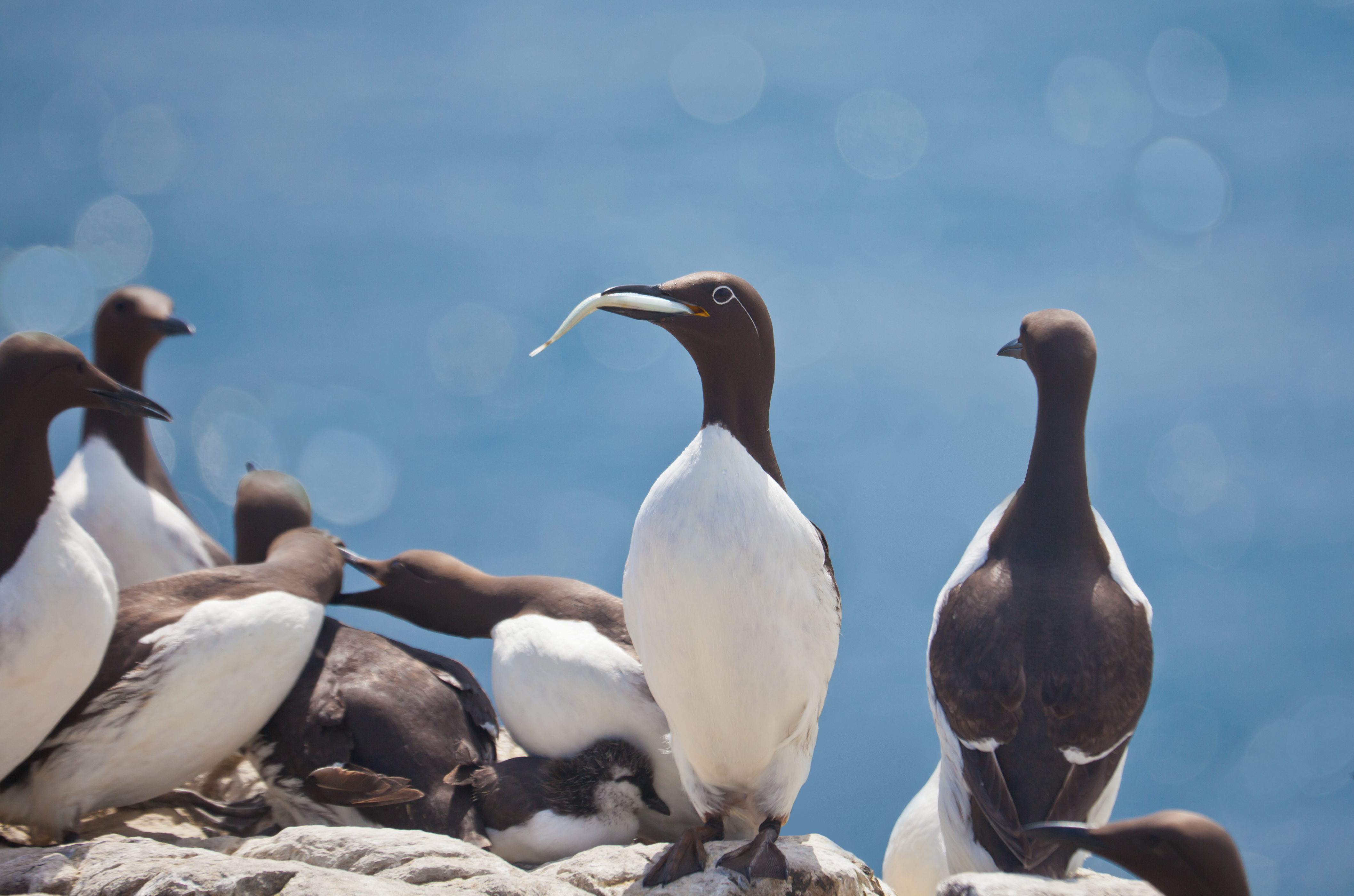 Guillemot de Troïl et Morue polaire