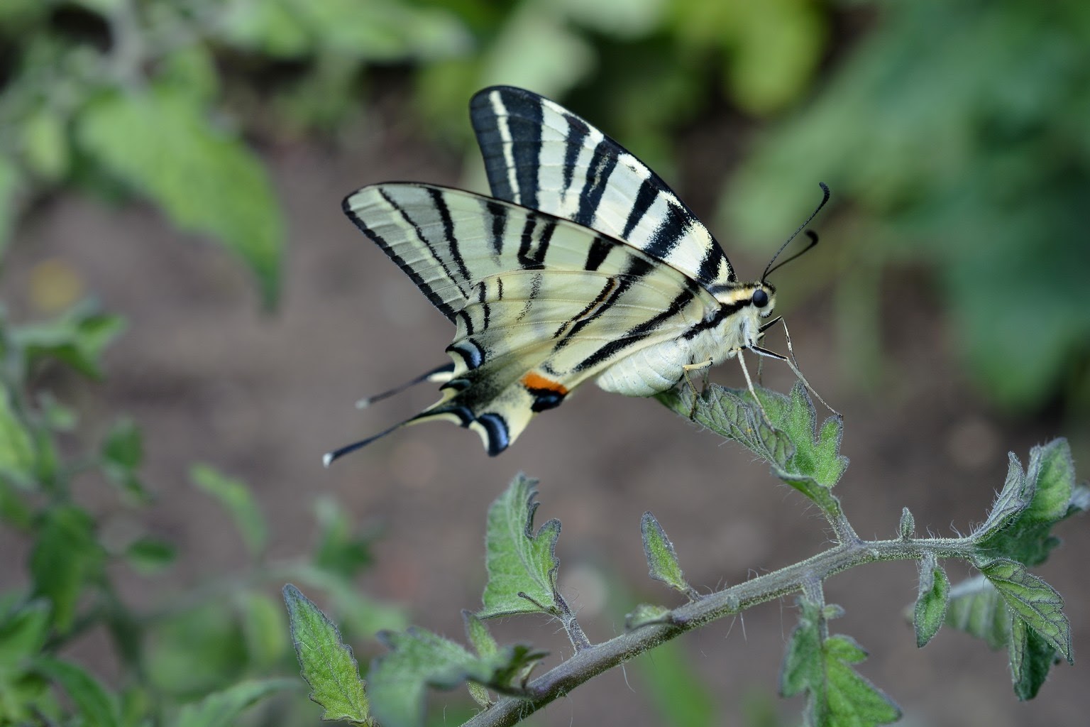 Papillon Flambé