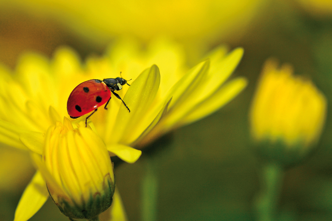 Coccinelle à sept points © J.-J. Carlier