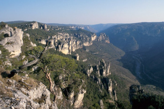 Falaises © LPO Grandes Causses