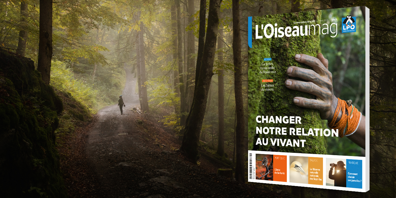 L’OISEAU MAGAZINE n°153 : Hiver 2023 - Parution à la mi-janvier 2024