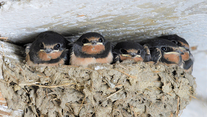 Participez à l'enquête <strong>hirondelle</strong>s en Nouvelle-Aquitaine !